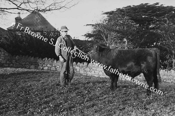 PRIZE BULL CALF